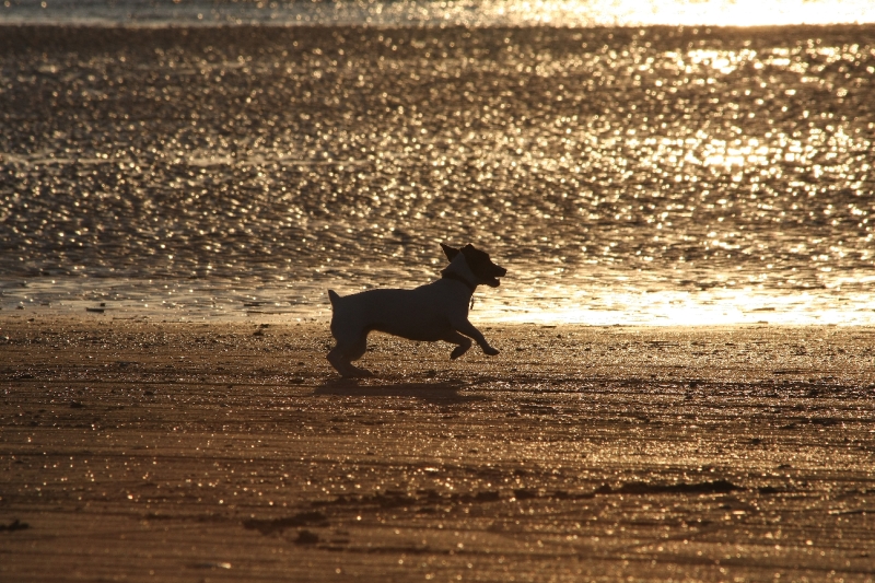 Bord de mer couché de soleil avec Vanille.JPG